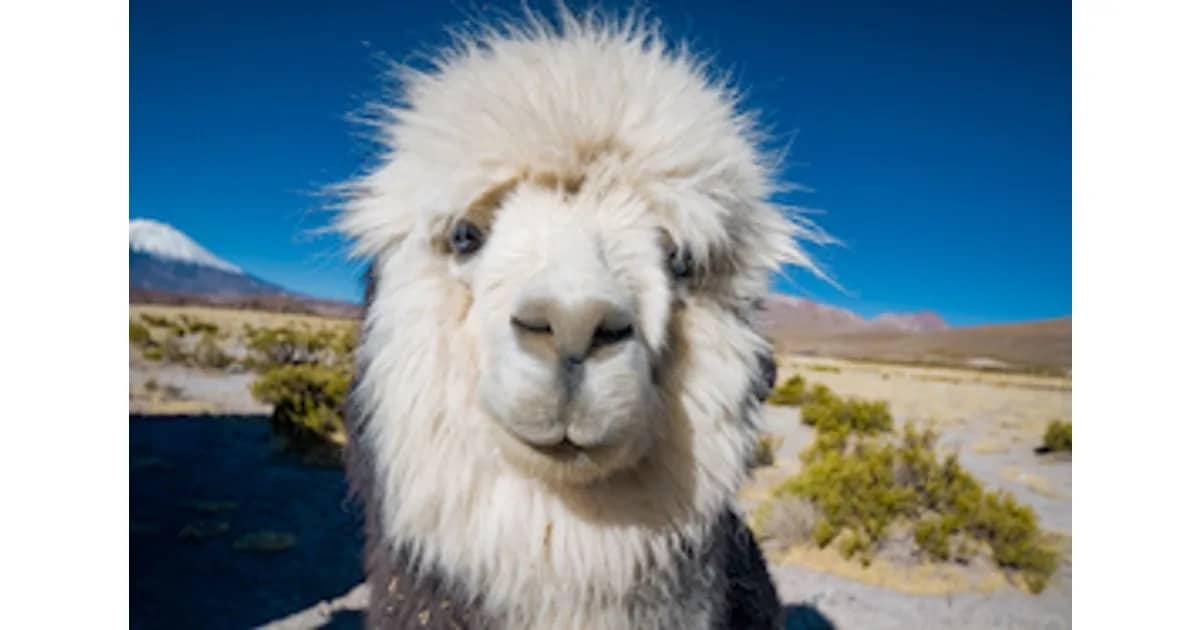 weltimsucher26/27 - Chile - Von der Atacamawüste in die Antarktis
