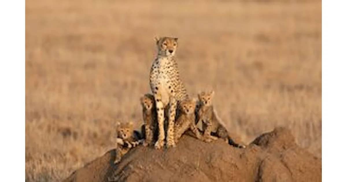 weltimsucher26/27 - Länderabend Afrika mit Taruk Reisen