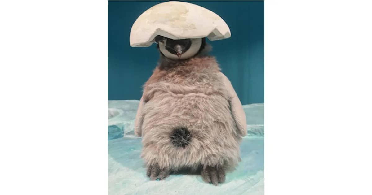 Pit Pinguin (ab 3 Jahren)