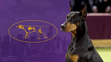 Westminster Kennel Club Dog Show