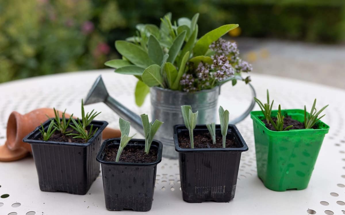 Atelier Boutures du Potager event image
