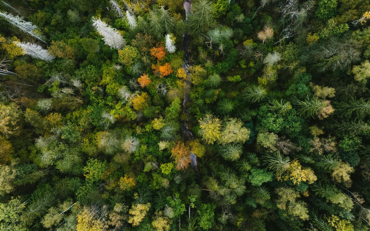 L'Automne de la science dans les bibliothèques - La nature nous inspire event image