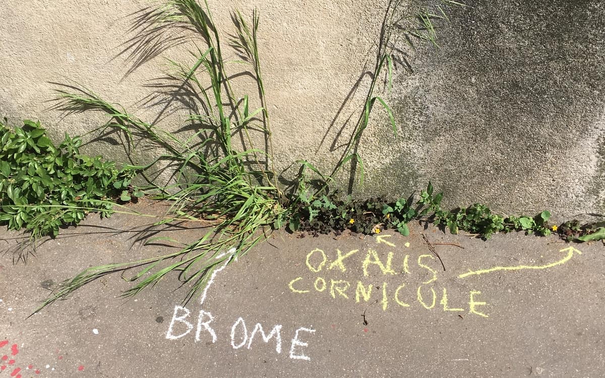 Graffiti Botanique event image