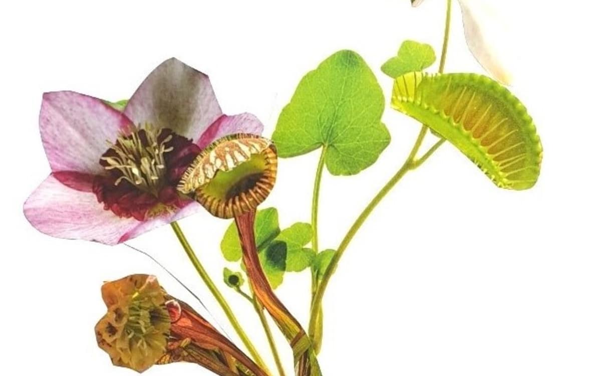 Atelier memory des plantes event image