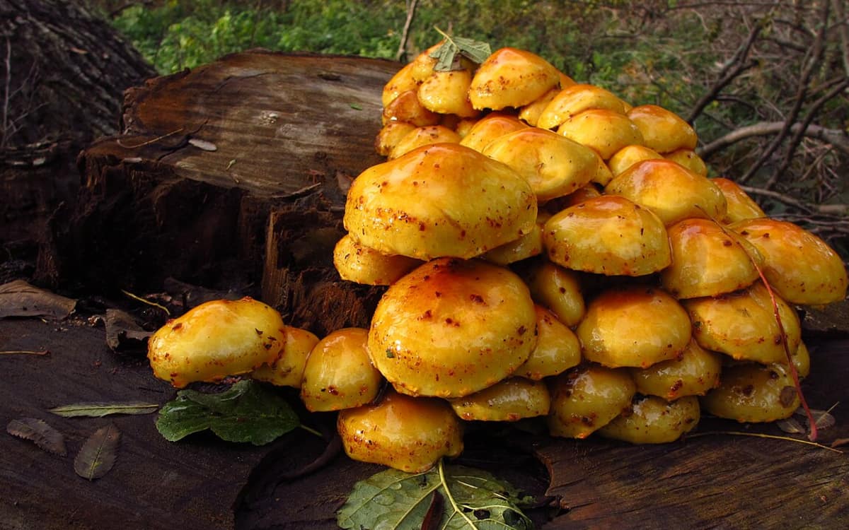 Rencontre - Les champignons : qu'ont-ils à nous apprendre ? event image