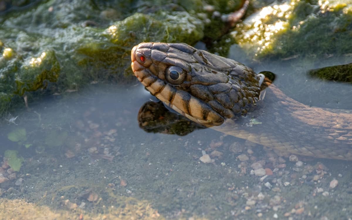 Automne de la science : Quand les serpents nous inspirent event image