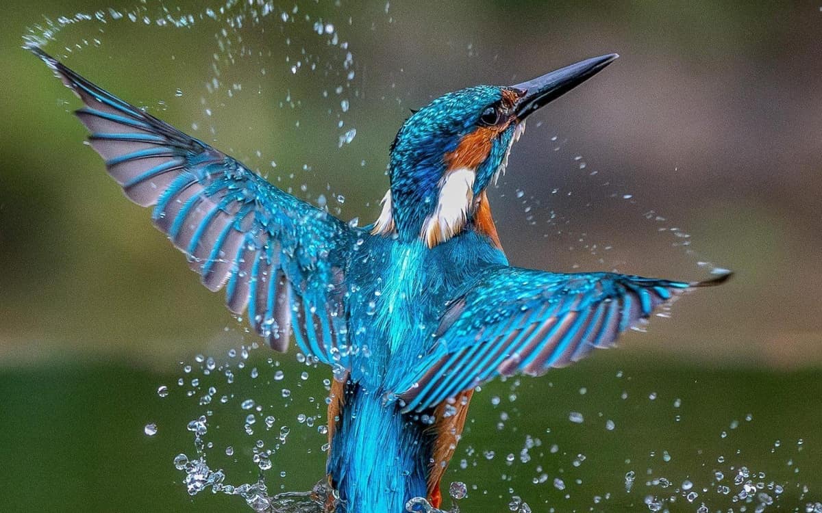 Conférence Les oiseaux nous inspirent event image