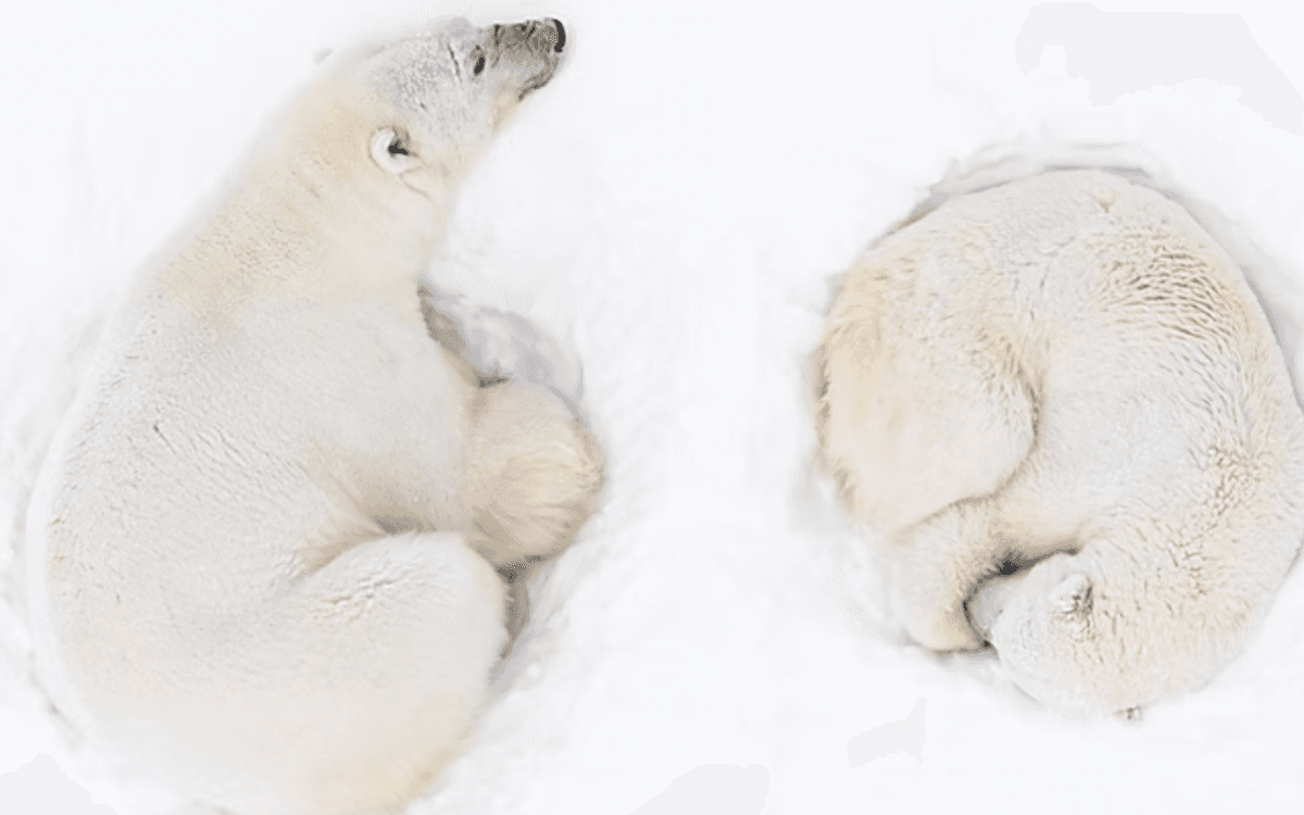 Exposition subaquatique « Silence et Glace » – Florian Ledoux