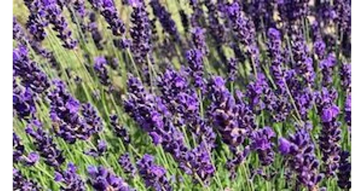 Destillations-Workshops 2027 - Destillations-Workshop: Lavendel event image