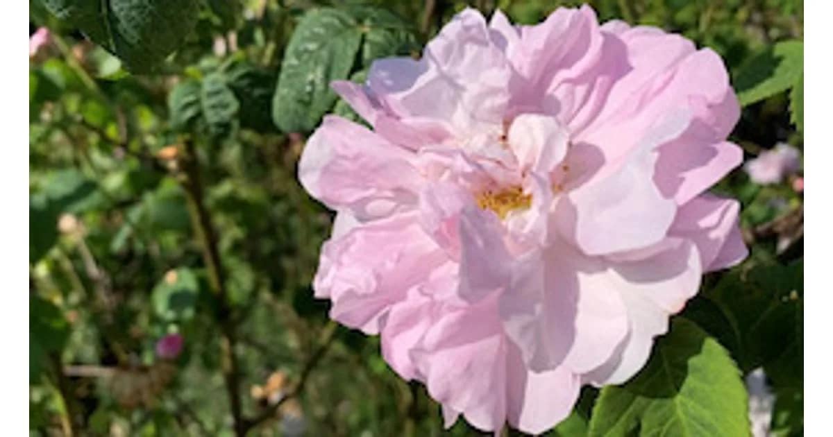 Destillations-Workshops 2027 - Destillations-Workshop: Rose event image
