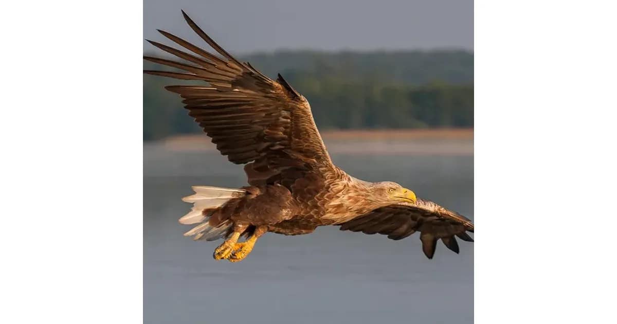 Faszination Seeadler - event image