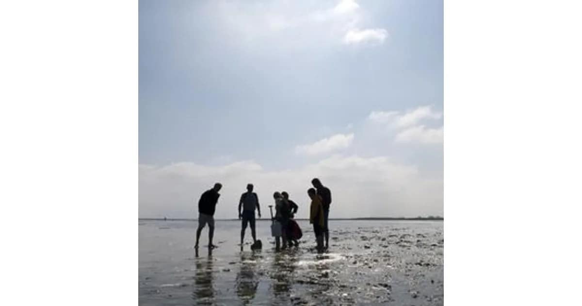 Entdecke das Watt - Geführte Wattwanderung im Nordseebad Otterndorf event image