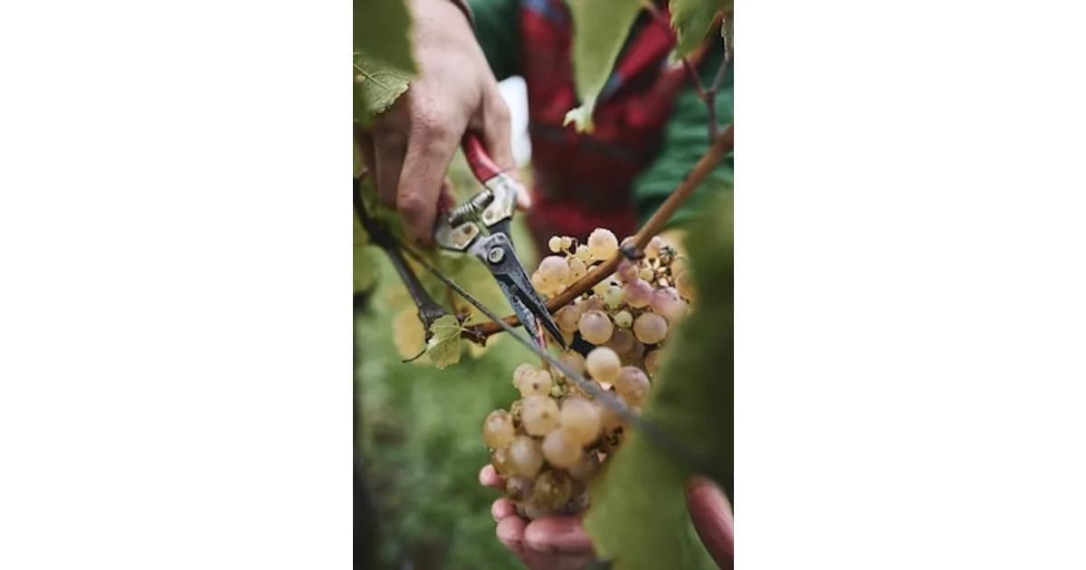 Von der Traube in die Flasche - Ein Blick hinter die Kulissen event image