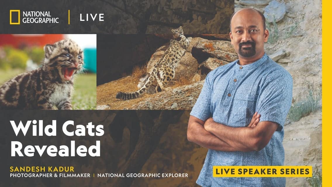 National Geographic Live - Wild Cats Revealed event image