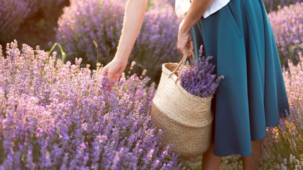 13th Annual Lavender Festival at Cyherbia Botanical Park event image